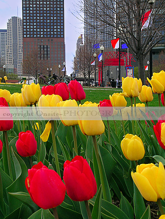 tulips 3503