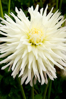 Flowers 3553