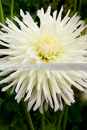 Flowers 3553