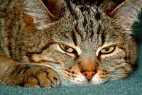 Cat 4509