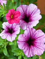 Flowers 3500