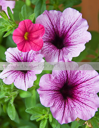 Flowers 3500