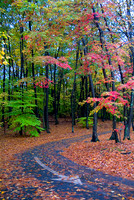 Connecticut - Colors of Autumn 1689