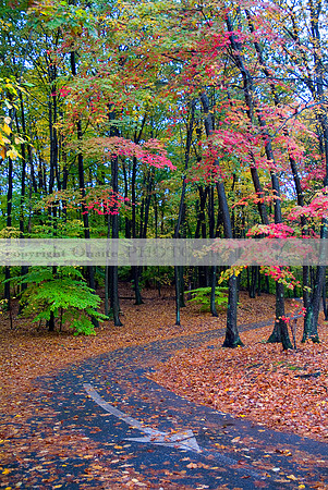 Connecticut - Colors of Autumn 1689