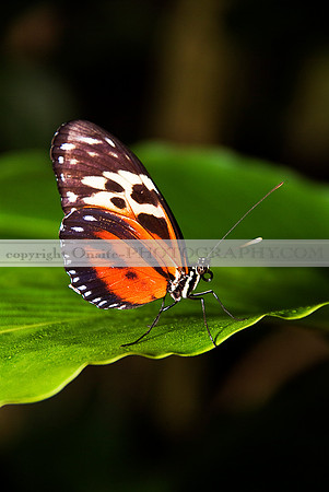 Butterfly 6011