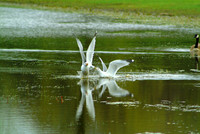 seagulls 4500