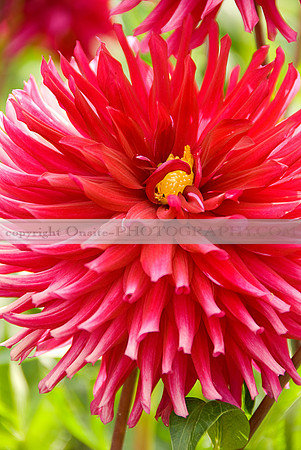 Flowers 3554
