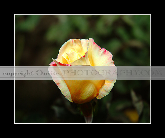 Roses 3300