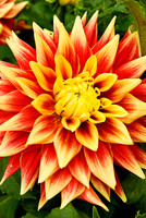 Flowers 3551