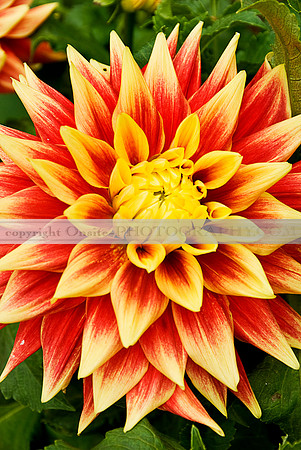 Flowers 3551