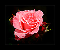 Roses 3505