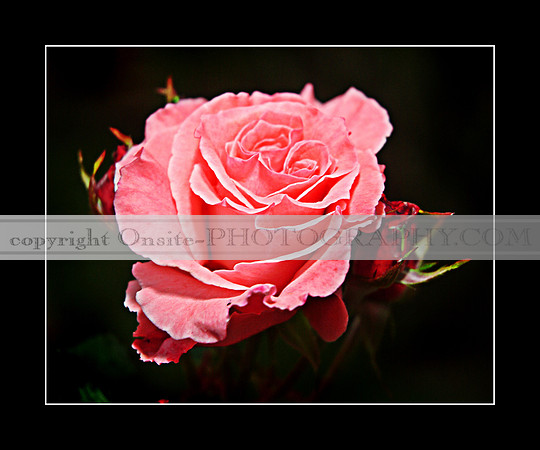 Roses 3505