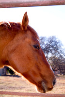 Horses 4508