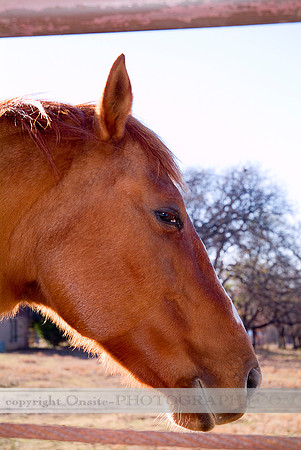Horses 4508