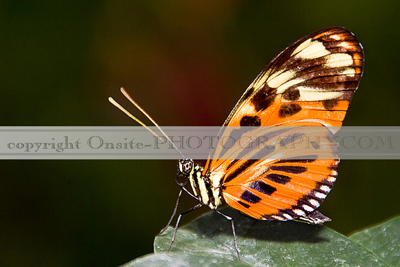 Butterfly 6008