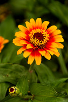 Flowers 3549
