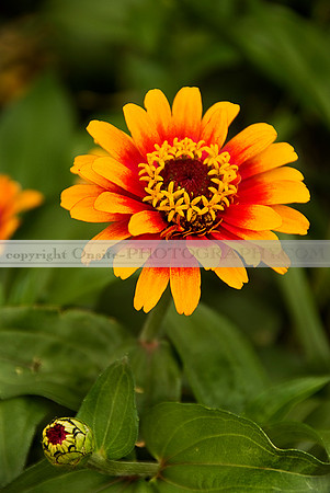 Flowers 3549