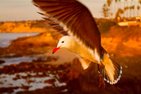 seagulls 4506