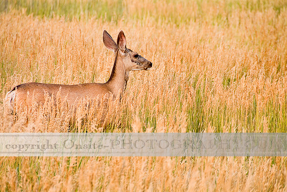 Deer 4522