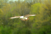 seagulls 4501