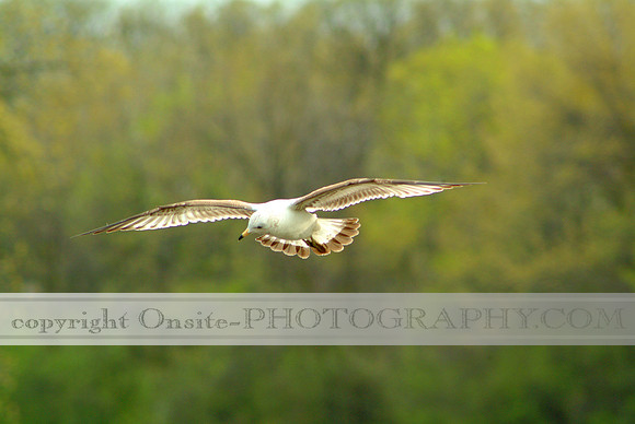 seagulls 4501