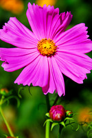 purple daisy 3609