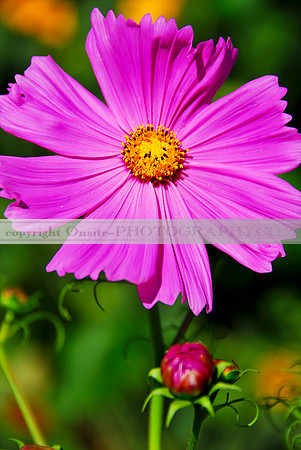 purple daisy 3609