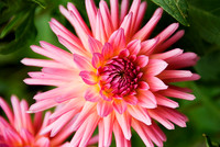 Flora