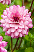 Flowers 3501