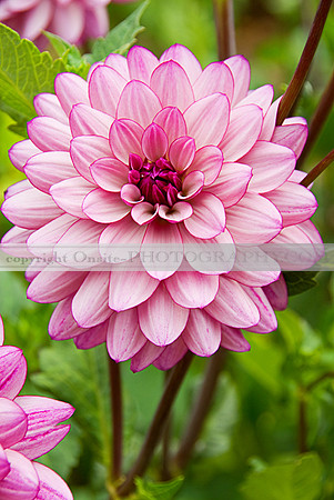 Flowers 3501