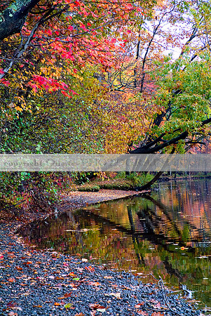 Connecticut - Colors of Autumn 1683