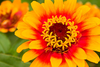 Denver Botanic Gardens - Flowers 3550