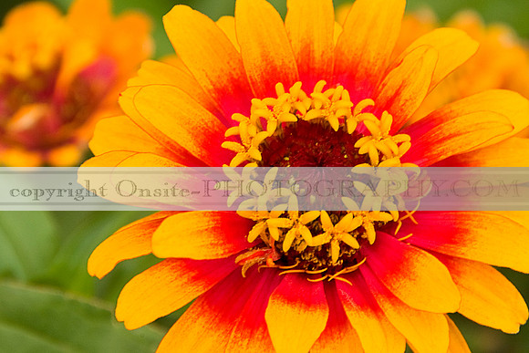 Denver Botanic Gardens - Flowers 3550