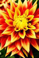 Flowers 3552