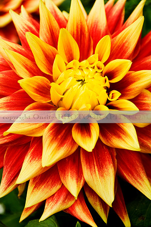 Flowers 3552