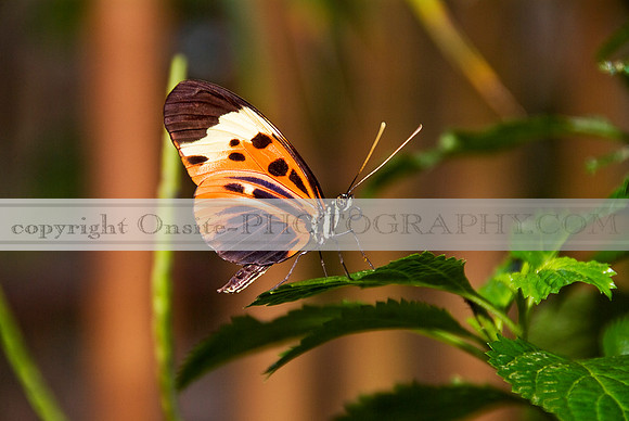 Butterfly 6009