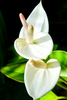 calla lilies 3606