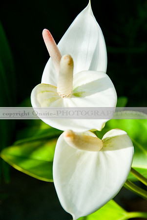 calla lilies 3606