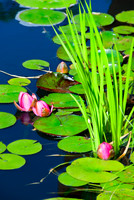 Lily Pods