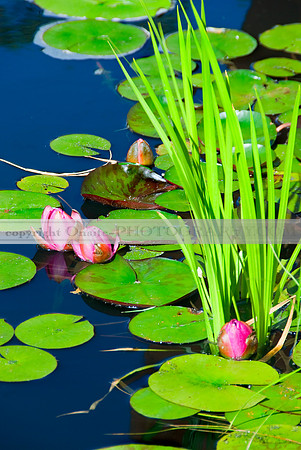 Lily Pods