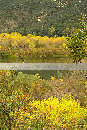 Temecula CA - Colors of Autumn 1625