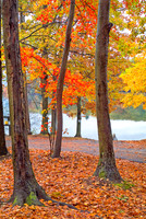 Connecticut - Colors of Autumn 1688