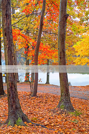 Connecticut - Colors of Autumn 1688
