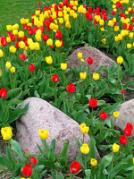 tulips 3504