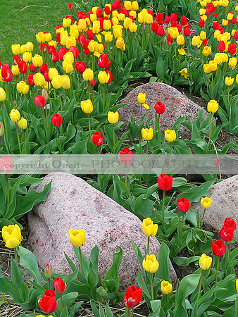 tulips 3504