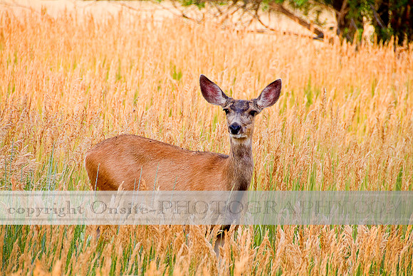 Deer 4523