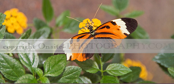 Butterfly 6007