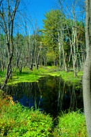 New Hampshire - Foliage 1606