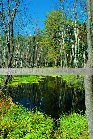 New Hampshire - Foliage 1606