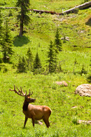 Rocky Mountain Nationl Park 3945